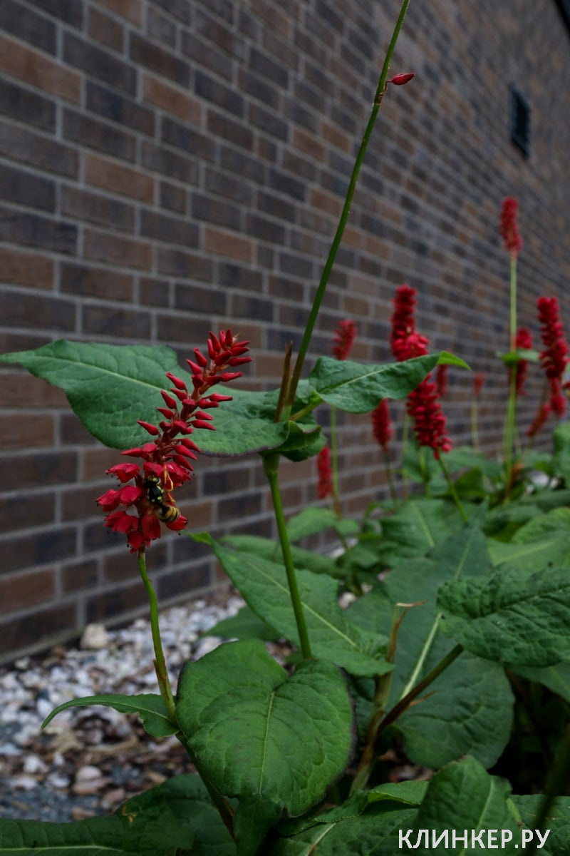 hf27-blues-shadow-nf14-nvf_9